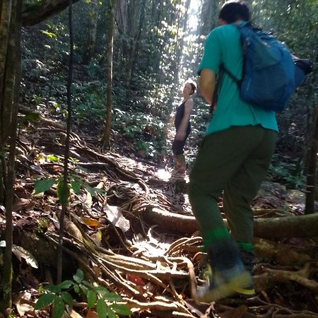 Rainforest River Edge دينيايا المظهر الخارجي الصورة