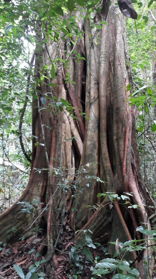 Rainforest River Edge دينيايا المظهر الخارجي الصورة