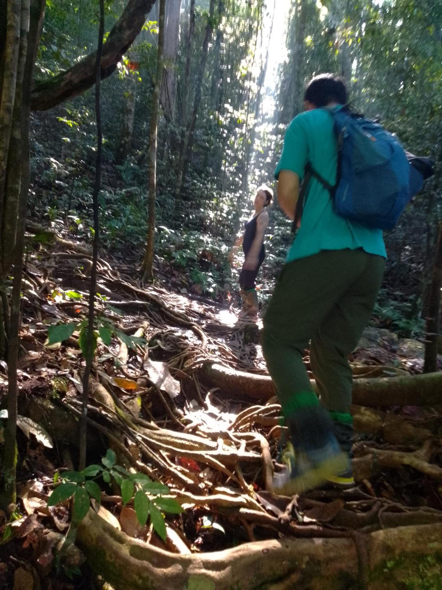 Rainforest River Edge دينيايا المظهر الخارجي الصورة